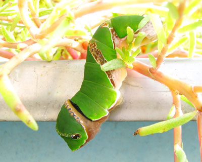 �R�C�ڂ̓}�c�o�{�^���ɂԂ牺�����Ă��낢�ł���