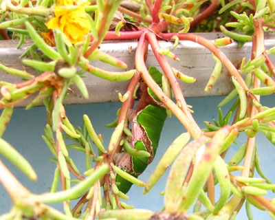 �����ړ����Ă����Ƃ���