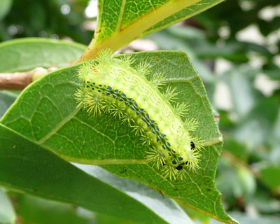 ���N���q���w���A�I�C���K