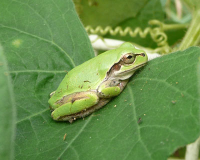 �傫���t���ς͗�������