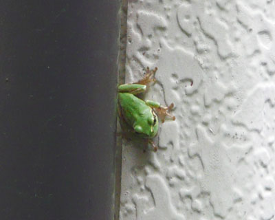 �J��̗��͗��������Ȃ�����