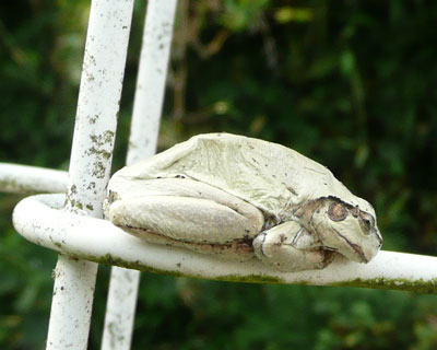 ������ƃR�[�f�B�l�C�g