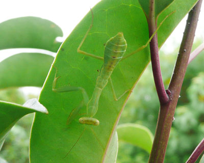 �B�ꂽ����̎q�J�}�L��