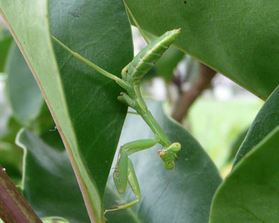 �����J�����ڐ�