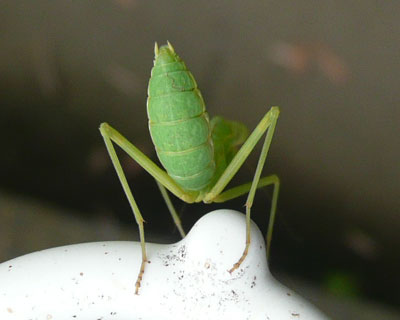 �������K���s���R