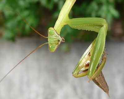 �H�����������炵��