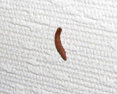 ���ւ̒��ɂȂ�