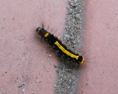 �S�}�t���h�N�K����