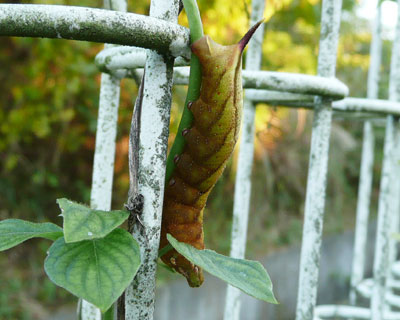 �z�V�z�E�W���N�ۂ�