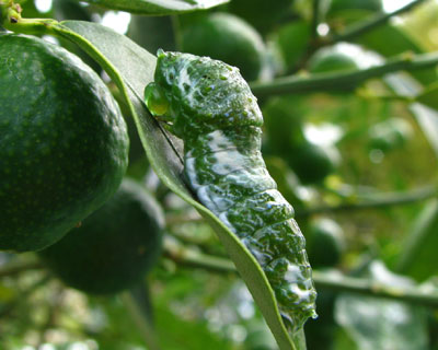 ���낻��E�������ȃC�������