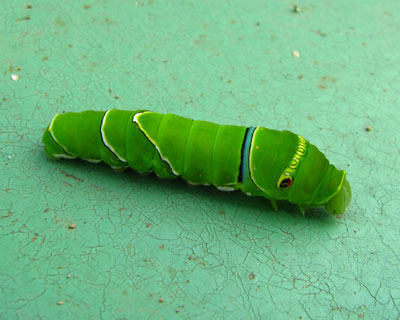 ���ɏo���C�������