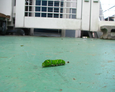 �����ɂȂ肻��