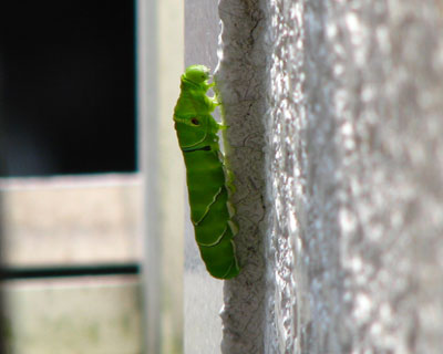 �ǂ�o���Ă݂���