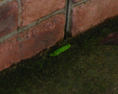 �����ɂ��Q�K���痎����