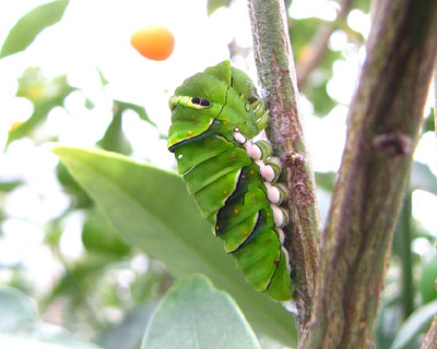 ���킵��̎q�𔭌��������A�w���ɔ�������