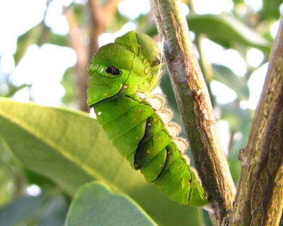 �����ɂ͑O匂�