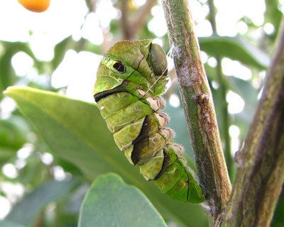 �Q����ɋ}���ɘV��