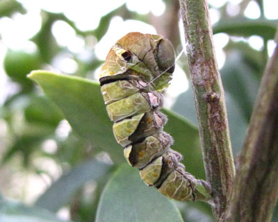 �w�����Ȃ���