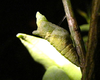 �[���A�T�i�M�ɂȂ��Ă���