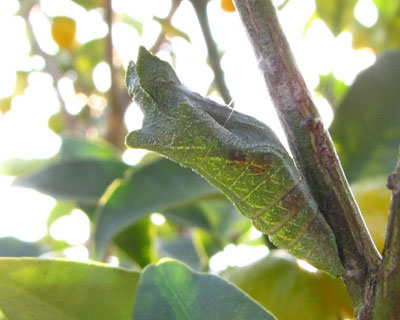 �P��������A�������ɉ������ȃV�~���o�Ă���