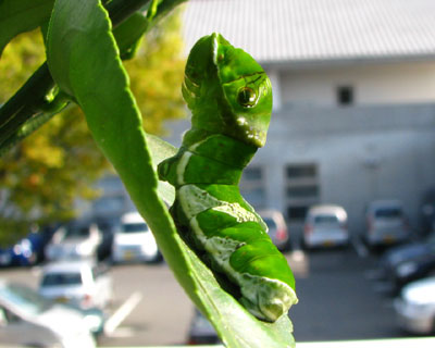 ���̌`�ŋx�e