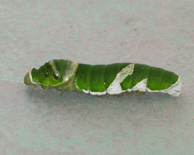 �����������Ē�����