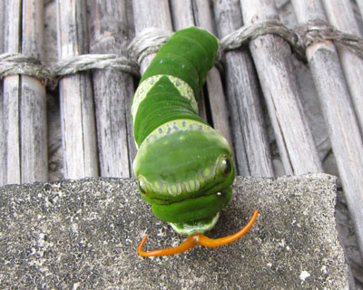 �w�����Ȃł���{��ꂽ