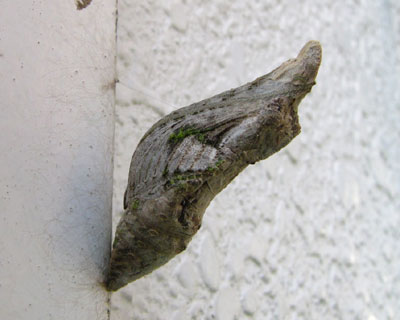 �����ɈႤ�q�̃T�i�M�𔭌�