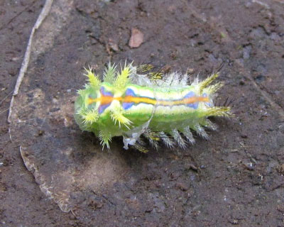 ���݂���