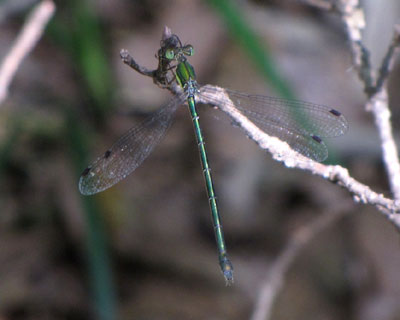 �s���g�������ɂ����C�g�g���{