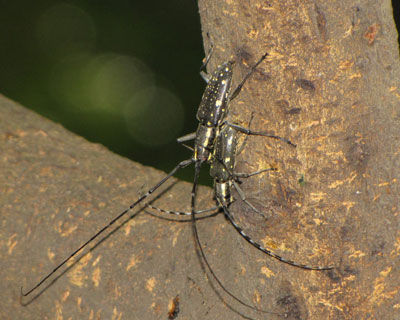 �L�{�V�J�~�L�����Ȃ��悵