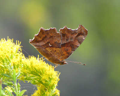 �����V�u��