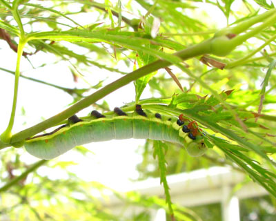 ���~�W���D���炵���N�r���V���`�z�R