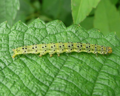 �N���L�V�^�A�c�o����