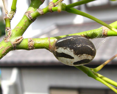 ���̂܂ɂ���