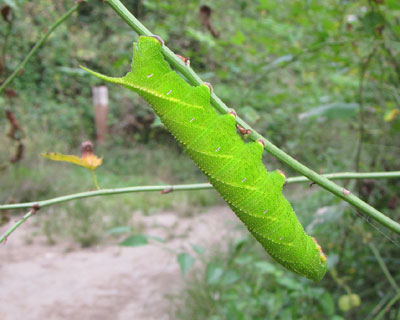 �����X�Y���ۂ�