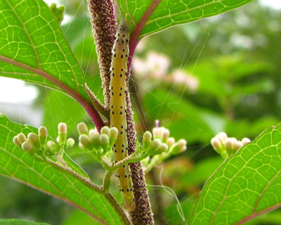 �����T�L�V�L�u��H���Ă��C��