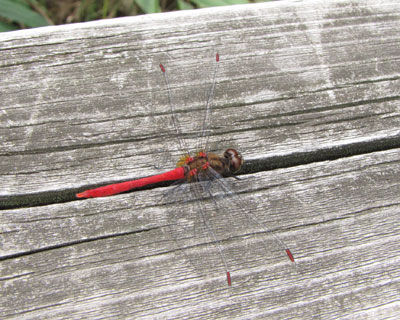 �ӊO�ɖڗ����Ȃ�