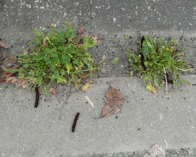 ���΂��ŕ�炵�Ă����c�}�O���q���E����