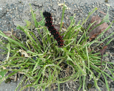 �H�Ɠ�����炵��