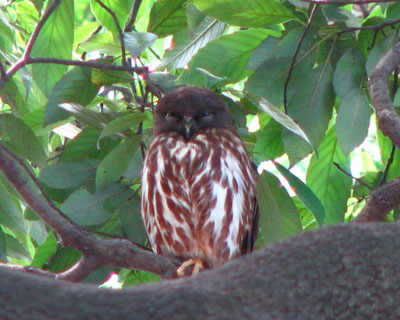 �������Y��Ă��A�I�o�Y�N