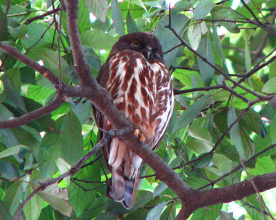 �����炵��