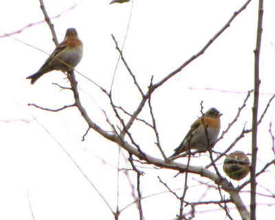 �����č��������A�g��