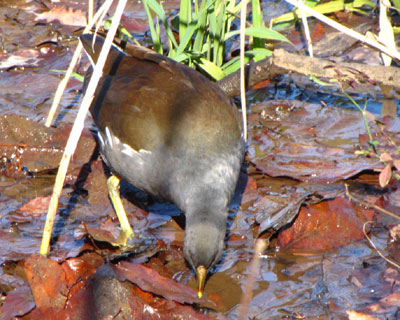 �Z�����ĐU������Ȃ��o��