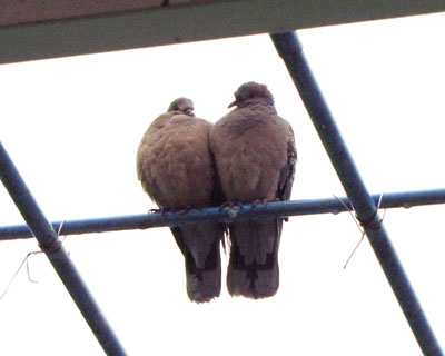 �����̒��ǂ��L�W�o�g�v�w