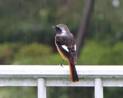 �H�ɍŏ��ɂ����ɗ����W���r��