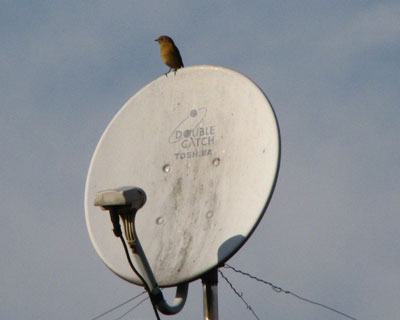 �ł��������̂͂��̎q