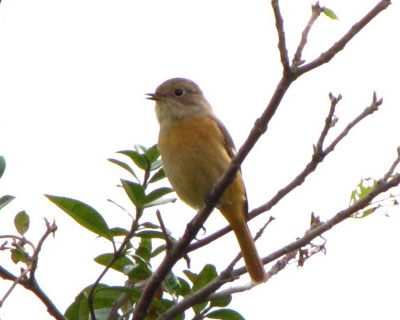 ���������킢���W���r�q