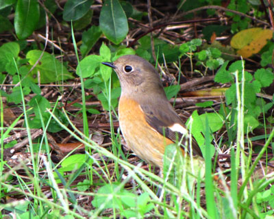 �ۂ��ڂ����킢��