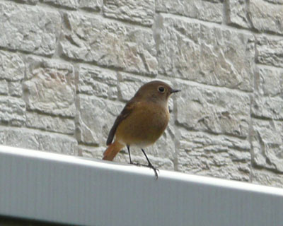 �U���r���ł悭�o��q